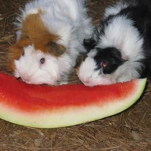 Meet your Posher, Fran